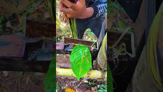 You Won't Believe How Banana Fiber Is Made🍌✂️