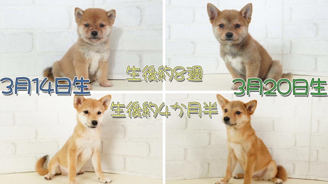 豆柴】子犬 3/14♂（青バンダナ）& 3/20♂（緑バンダナ） 摂州宝山荘