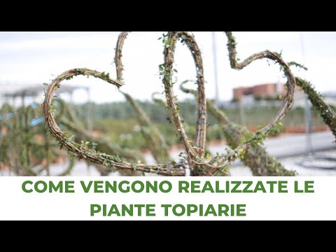 Video: Arte Topiaria - Taglio Di Capelli Ricci Di Piante