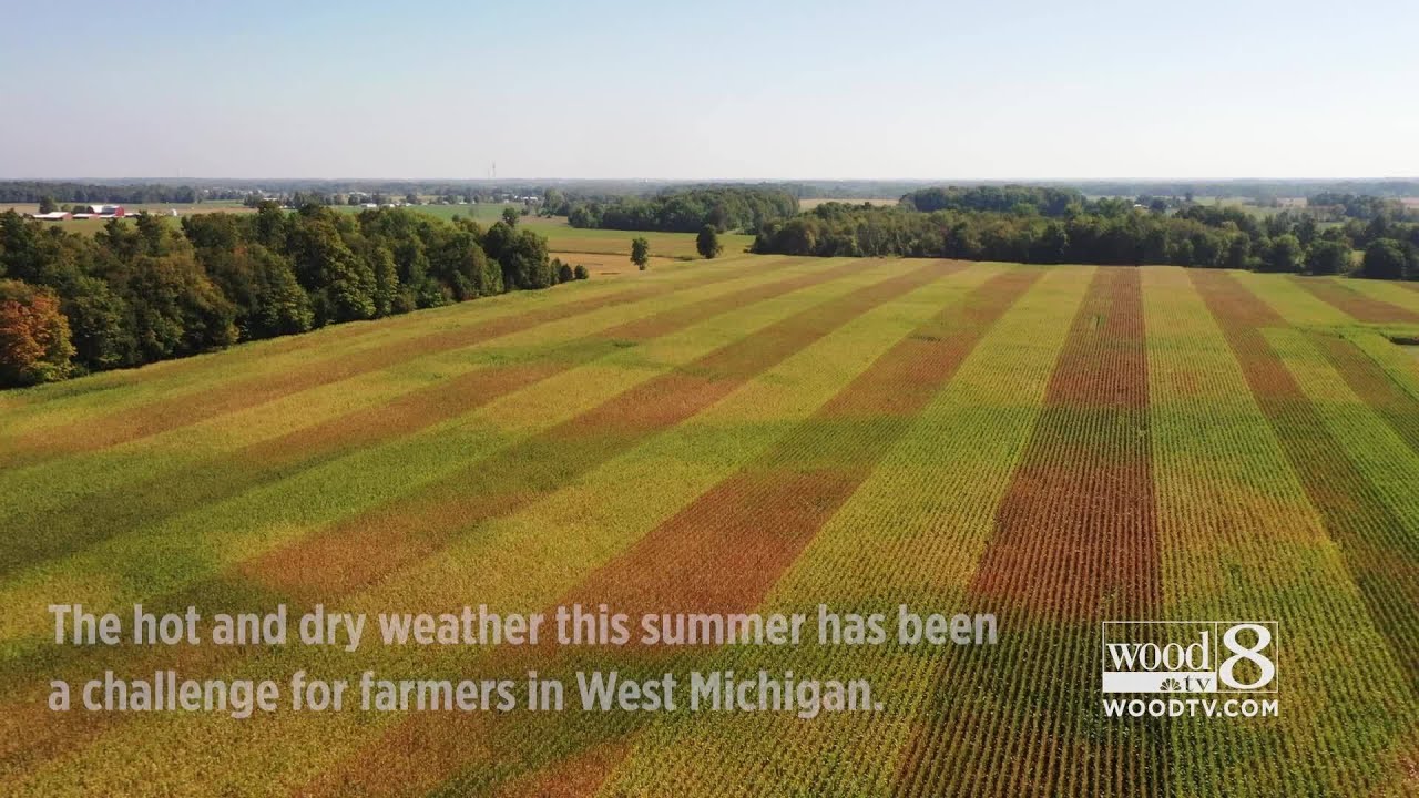 West Michigan corn crop impacted by hot and dry summer