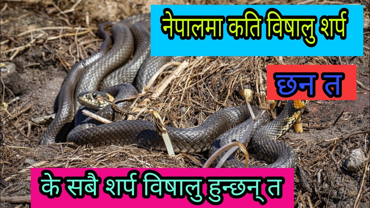 नेपालमा बिसालु शर्प कति छन त ।। About of venomous Snake in Nepal