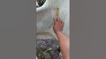 IM route injection in cattle ll How to give intramuscular injection in cow #injection #cow #treat