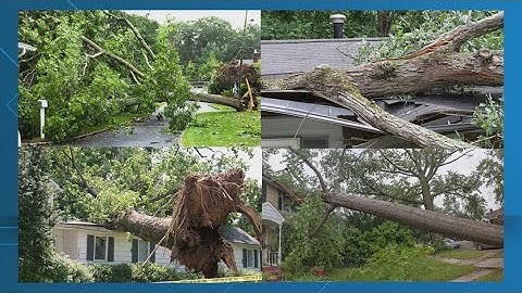 How to tell if a tree will fall