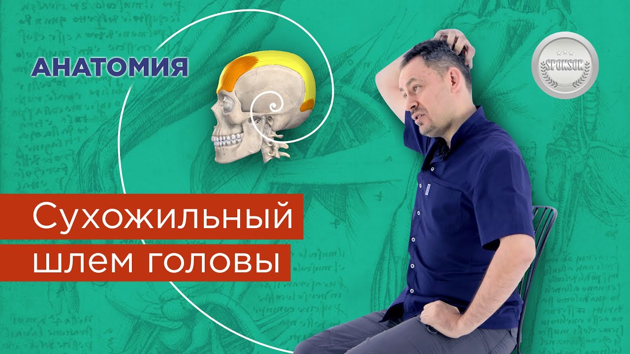 Анатомия. Сухожильный шлем головы - YouTube