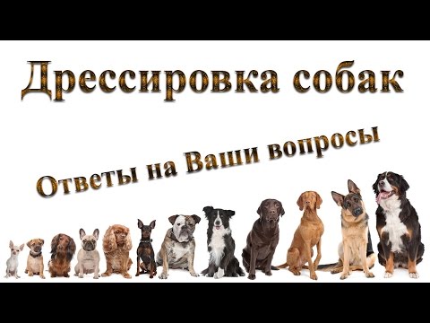 Видео: 11 часто задаваемых вопросов об укусах собак
