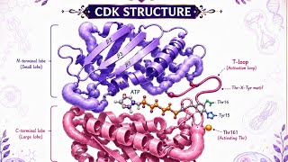 “This structure explains how cells know when to divide 👀” #hpset #csirnet #viral #foryou #india  