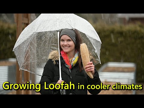 How To Grow Loofah Luffa In A Colder Climate 