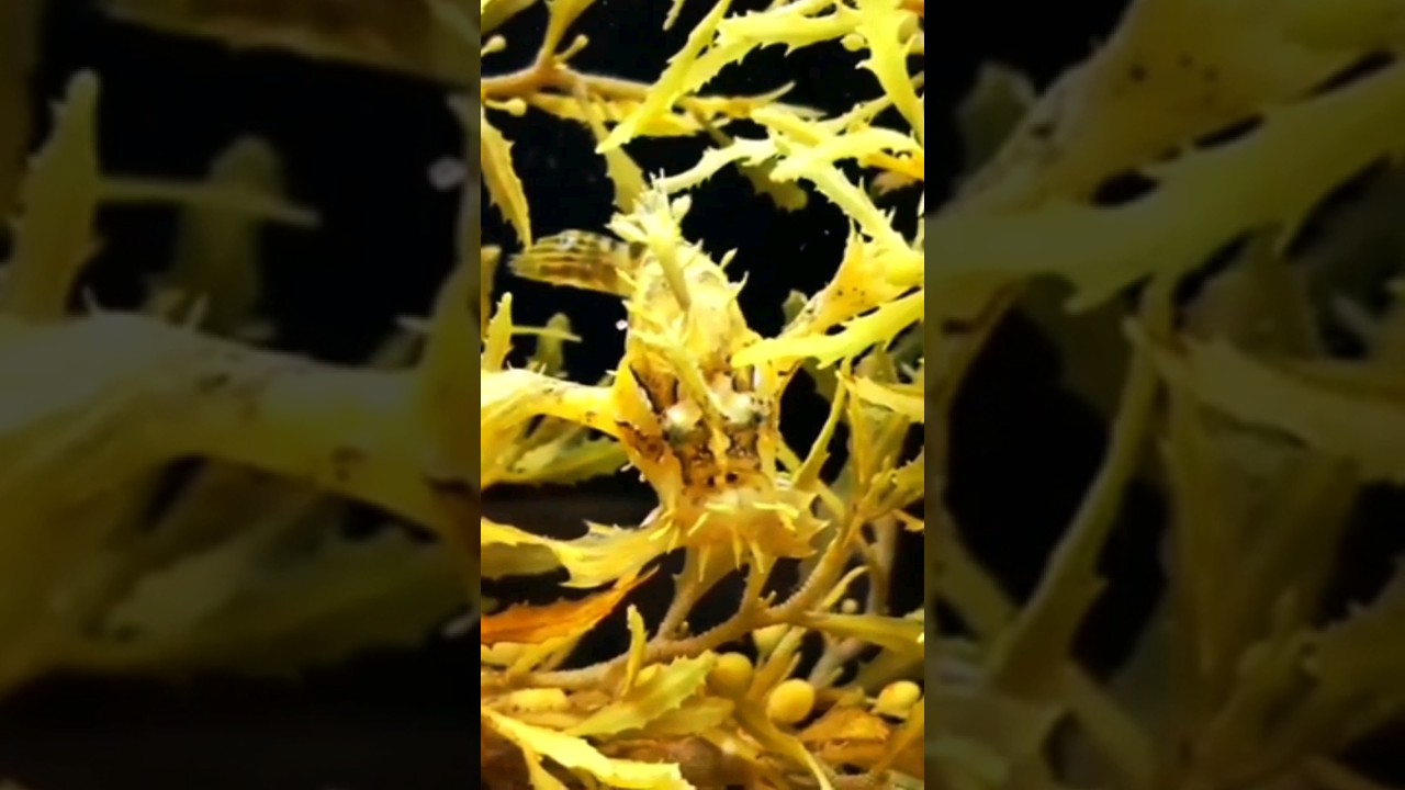 l'antennaire des sargasses.  un poisson atypique