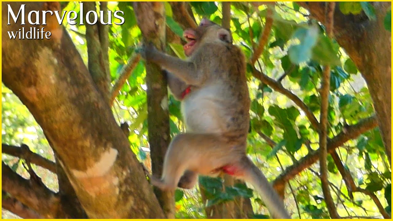 Wonderful Jane's family , Awesome journey wildlife monke-y 