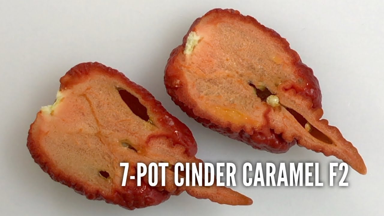 7-Pot Cinder Caramel f2 pod test - 2017 pepper review #25