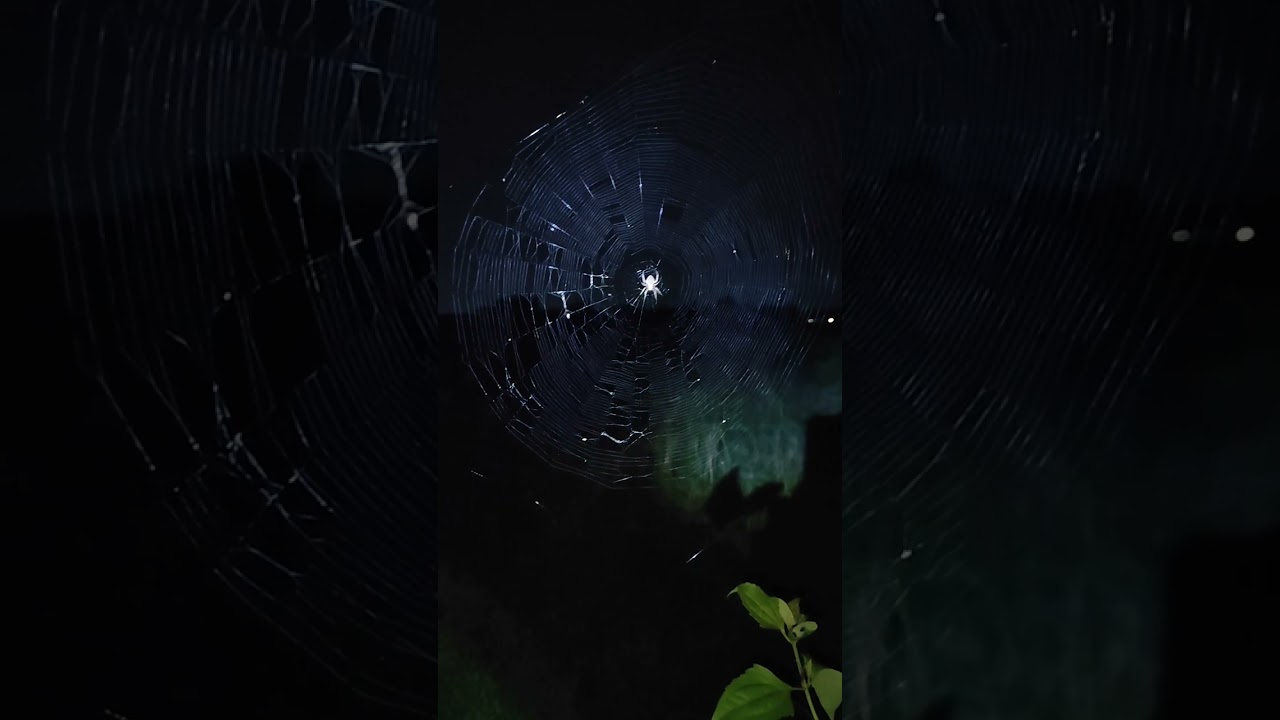 Spider night hunting season na Naman Ng gagamba kaya madami 🕷️❤️‍🔥💤