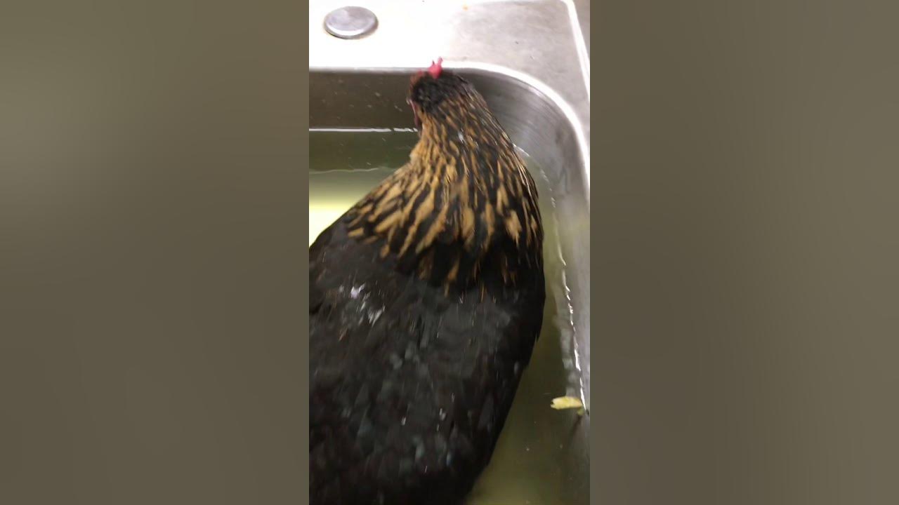 chicken-first-aid-lethargic-and-not-eating-youtube