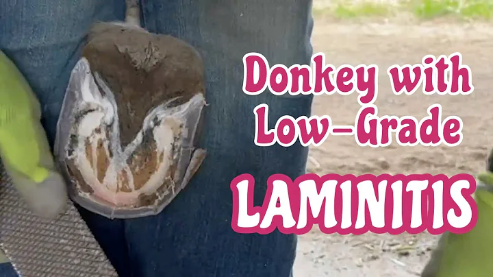 Metabolic Donkey Trim with Low-Grade Laminitis