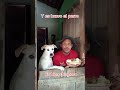 Perros chismosos