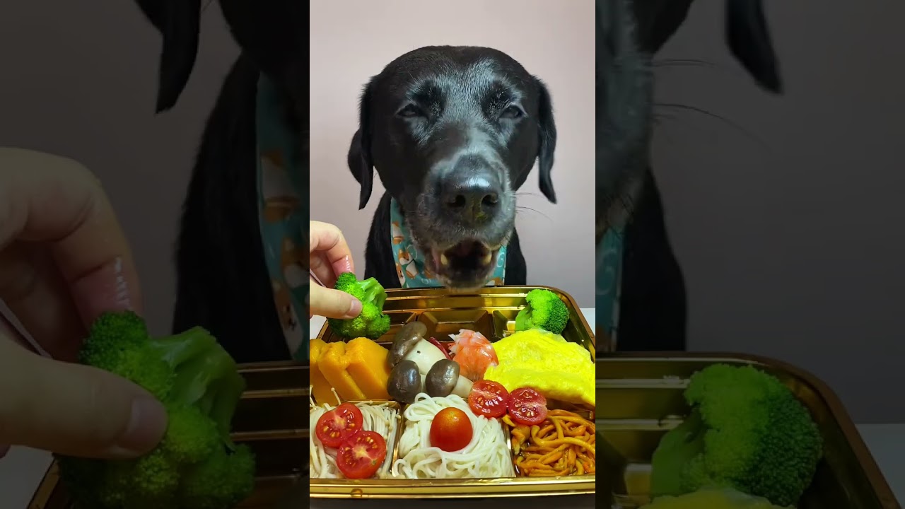 What Your Vet Doesn't Want You to Know About Dog Food Dangers