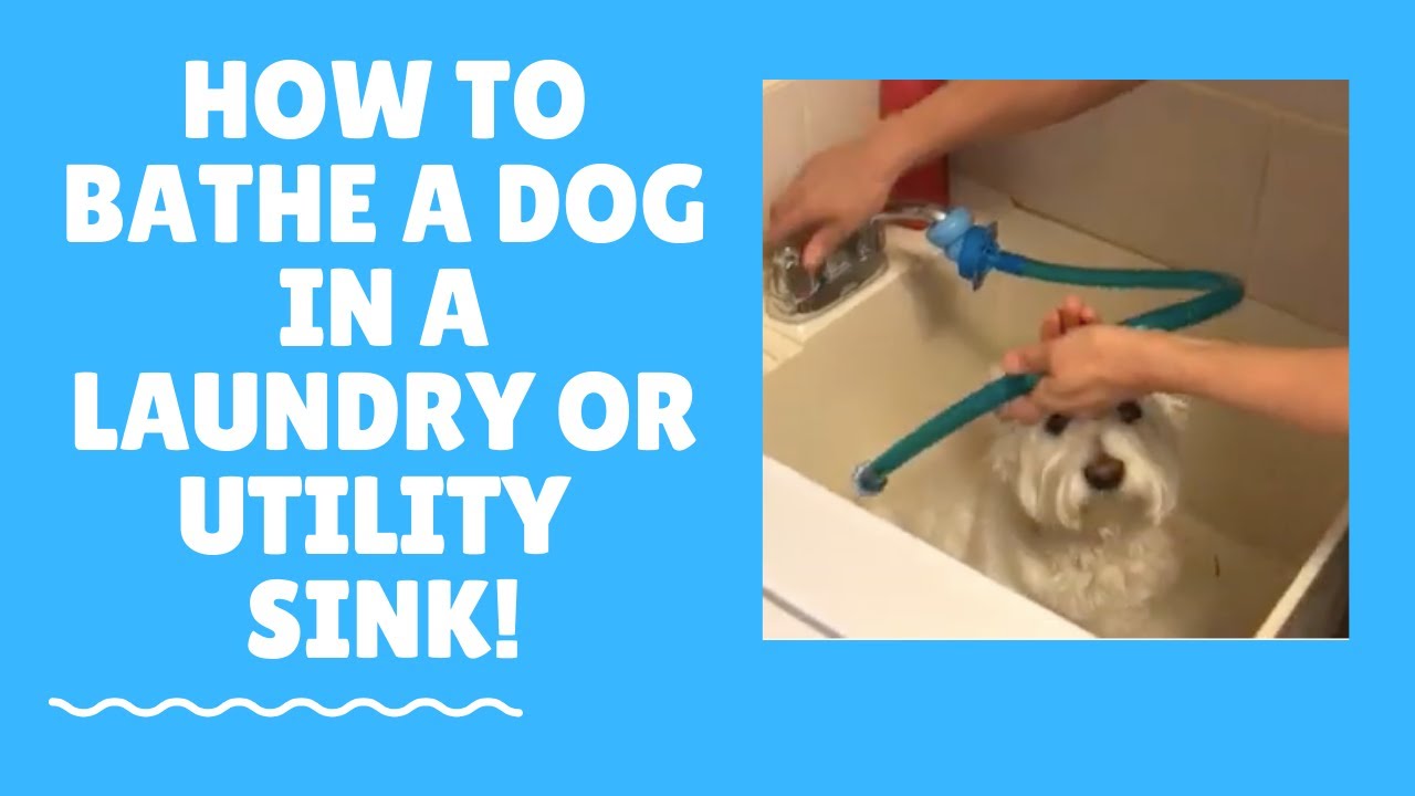 Quick and easy way to bathe your dog in the utility sink with a