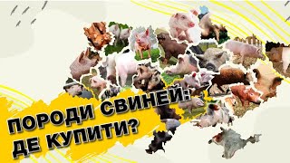 Де купити свиней в Україні? Ландрас, Дюрок, Велика біла та інші | Куркуль