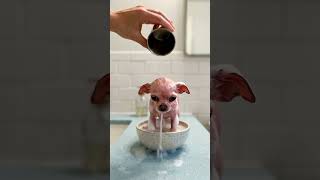 Tiny Pink Chihuahua Gets A Full Spa Day Bath, Blow-Dry Glam Reveal