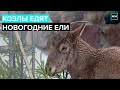 Козлы едят новогодние ели | Московский зоопарк - Прямая трансляция - Москвы 24