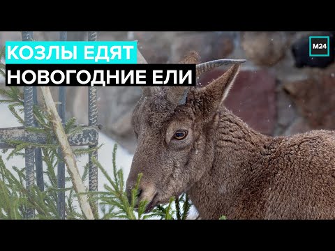 Козлы едят новогодние ели | Московский зоопарк - Прямая трансляция - Москвы 24