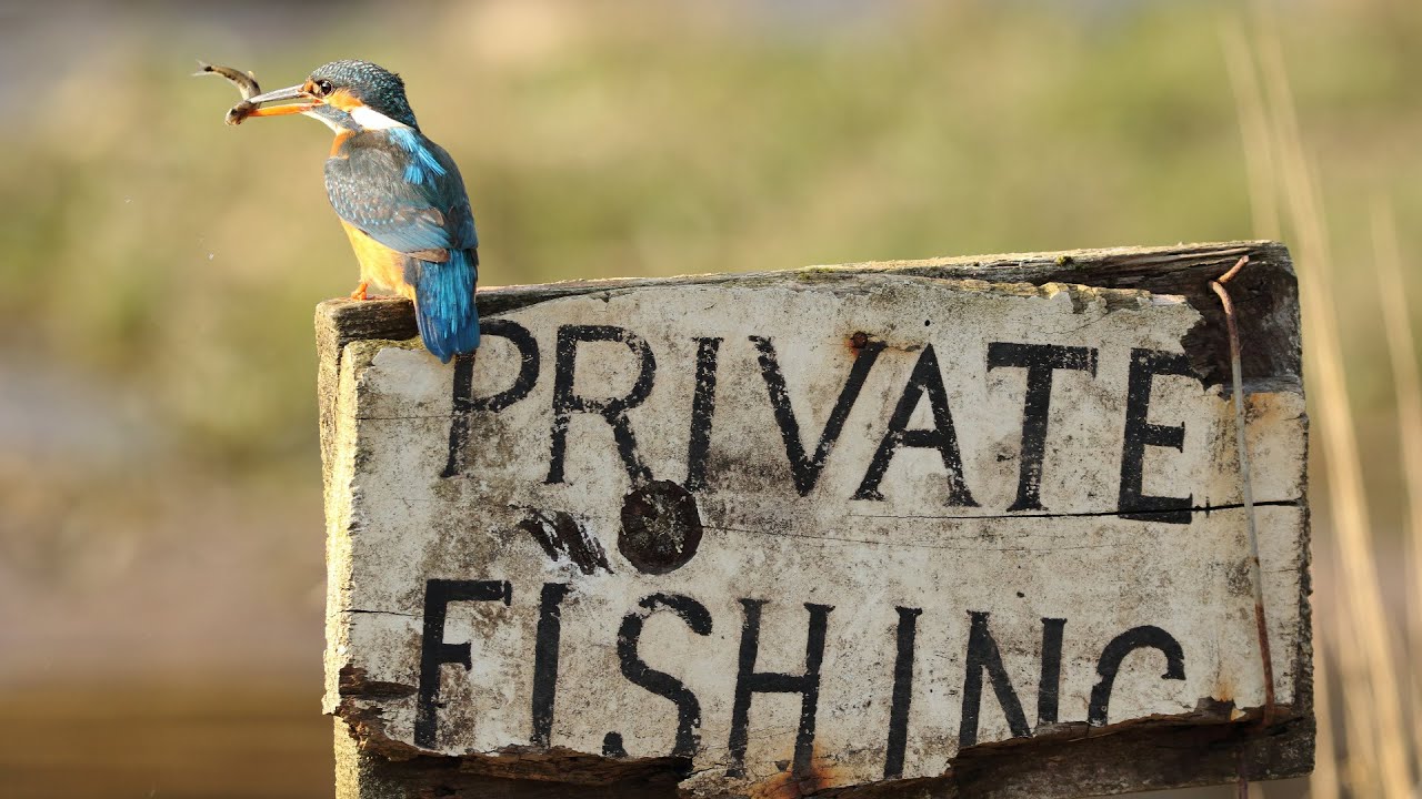 Отдыхаю в Русская Рыбалка 4 , Пью кофе ,бегаю по локациям