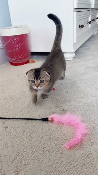 kucing lucu tuing tuing