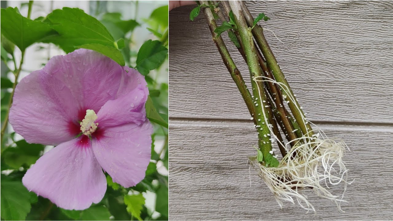 วิธีตัดชำ กิ่งชบาม่วง สุดง่าย ! ไม่ต้องซื้ออีก การชำชบาในน้ำ วิธีปักชำชบาสีม่วงให้ได้เยอะๆ เร็วๆ