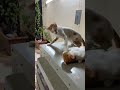 تراه يحبه ويعضه بشويش😂 #catfunny #هتضحك #اكسبلور #كوميديات #catvideos #قطط #funnycatvideos #funny
