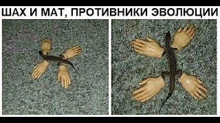 Лютые приколы. Доказательство ЭВОЛЮЦИИ !!! Лютые приколы. Доказательство ЭВОЛЮЦИИ !!!