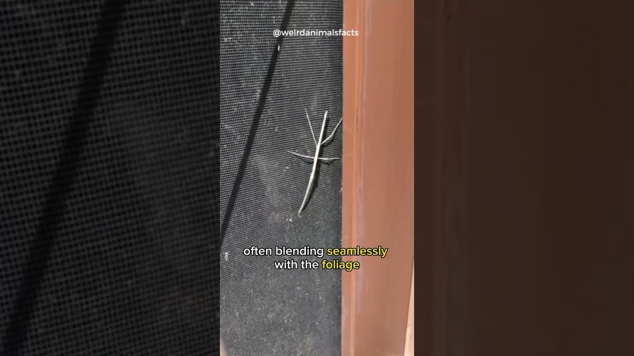 World's Longest Insects Walking Sticks