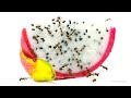 Ants Eating Dragonfruit with Relaxing Music