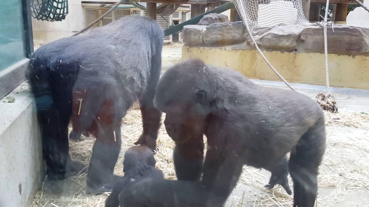 Gorilla wipes its butt with a baby gorilla 