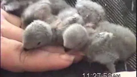 Baby Lovebirds
