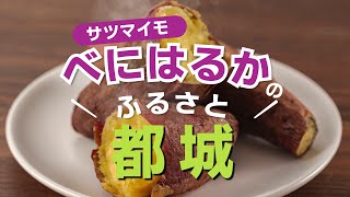 「べにはるか」のふるさと都城