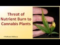 Threat of nutrient burn to cannabis plants