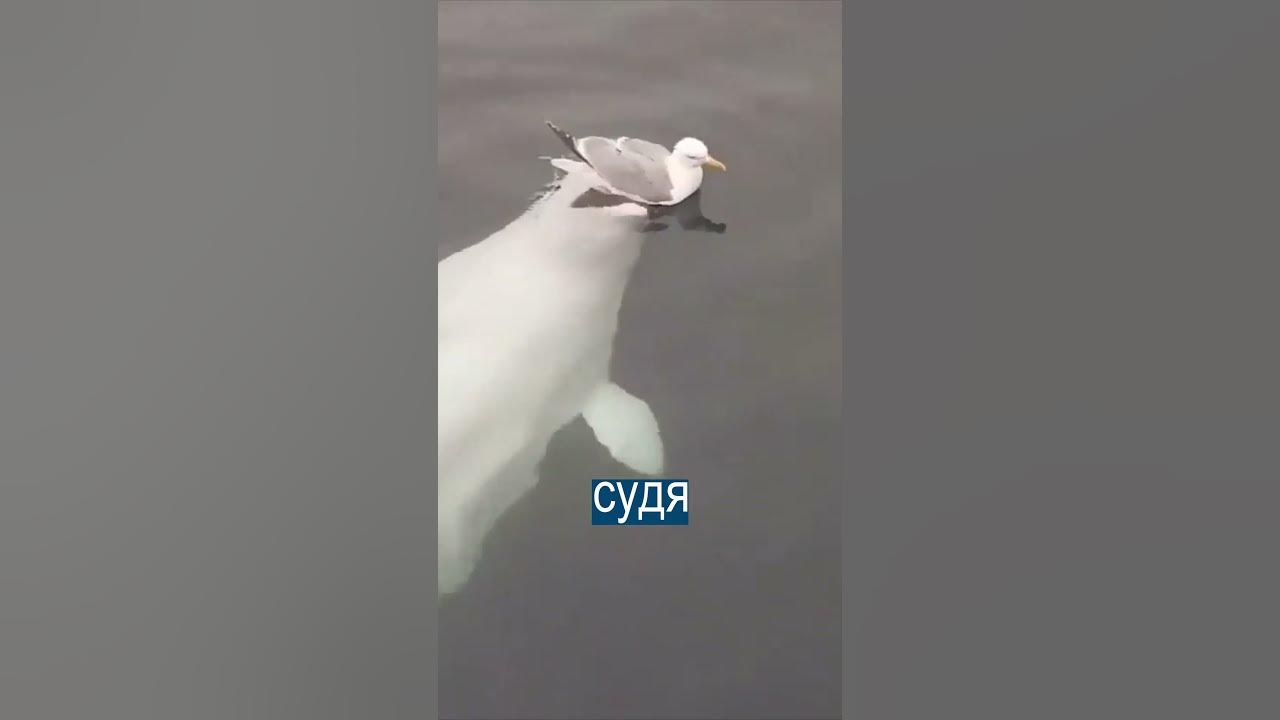 Белуха маршрут бутылка