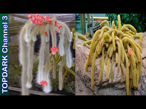 Video: Cleistocactus тукуму: Cleistocactus кактус өсүмдүктөрүн өстүрүү