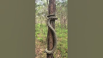 Python Climbing the Tree#python#climbing#tree#love#save#nature#beautiful#natural#beauty#shorts#video