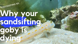 Why most sand sifting gobies will die