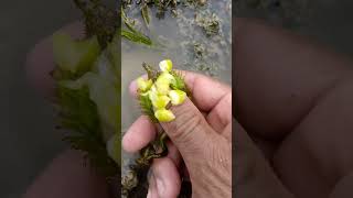 Bunga Ng Lusay Seaweeds