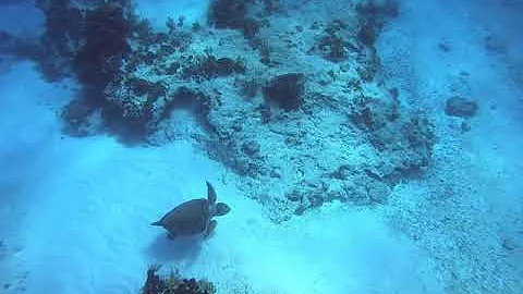 July 4 2021 Loggerhead