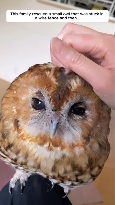 This family rescued a small owl that was stuck in a wire fence and then...