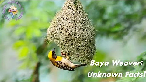 The Genius of the Baya Weaver Bird | Incredible Nest Engineering & Unknown Facts