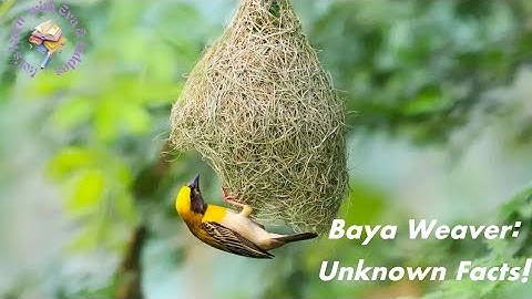 The Genius of the Baya Weaver Bird | Incredible Nest Engineering & Unknown Facts
