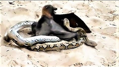 Giant Bat FIGHTS a Python