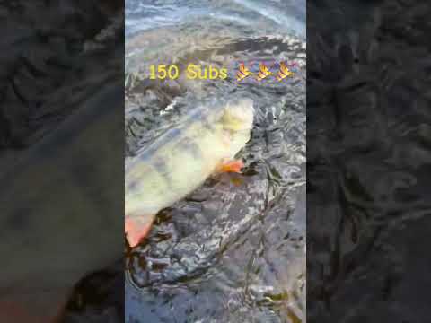 41cm European Perch