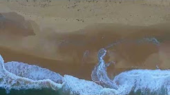 Forresters Beach Aerial Video