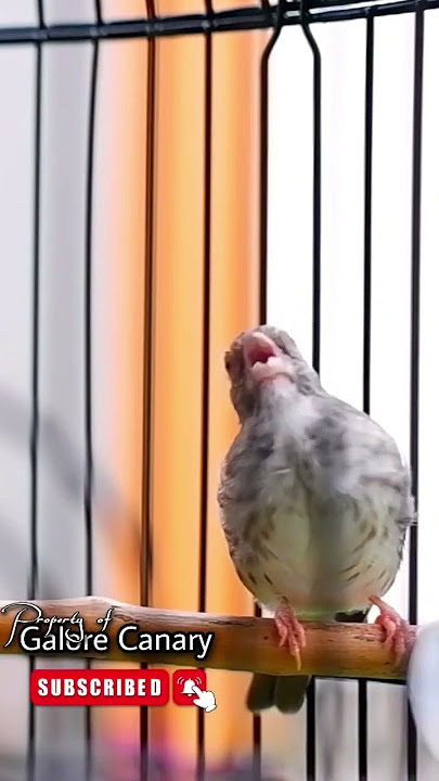 Burung Sanger Gacor Nagen, cocok untuk masteran paud kenari