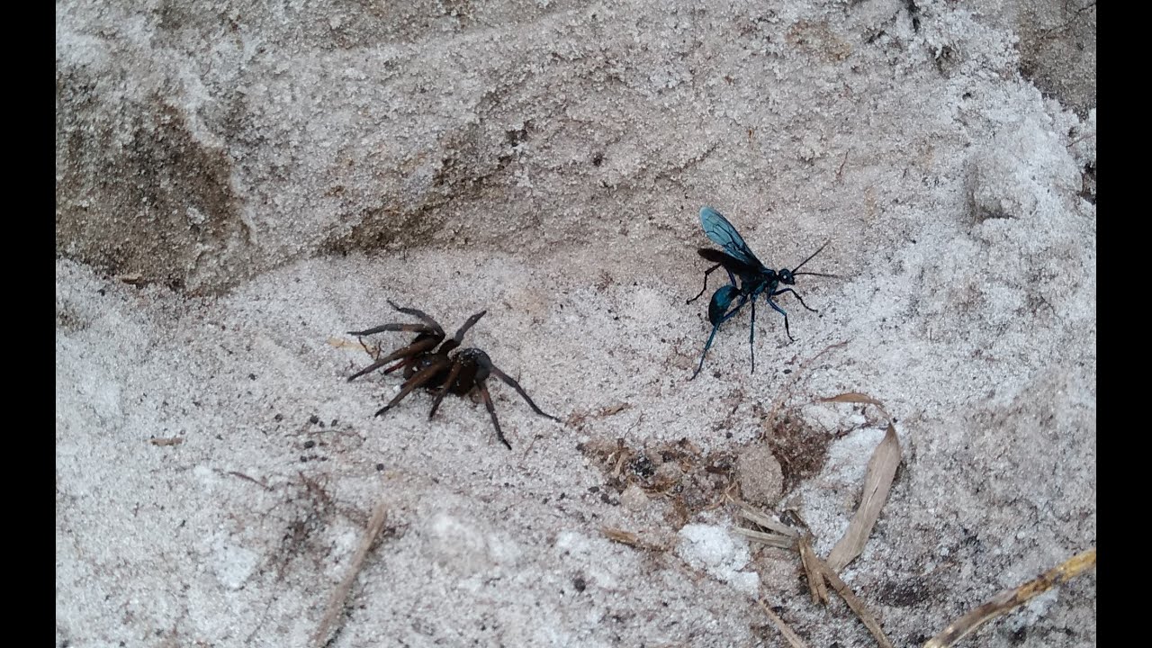 📌Vespas-caçadoras🕷️ . As - Projeto ConserVamos Cerrado