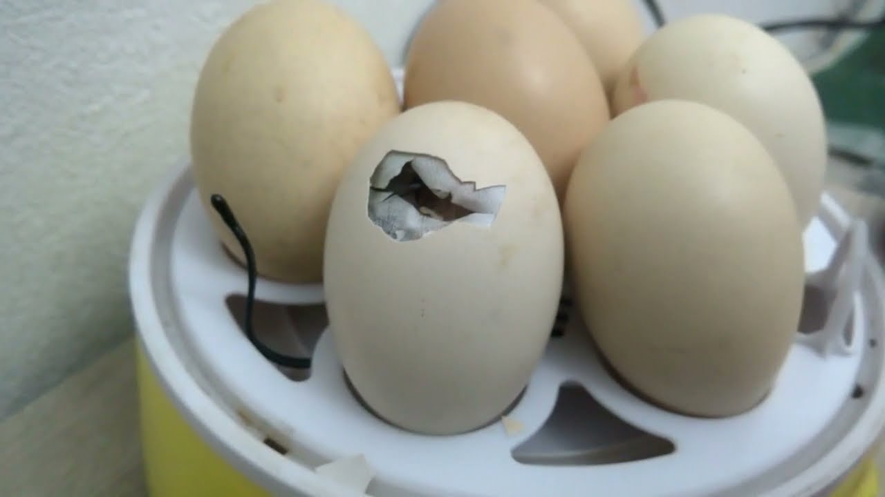 وضعت ستة بيضات في أصغر فقاسة صينية لكن للأسف خروج كتكوث واحد